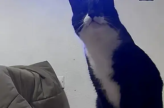 Chat noir et blanc perdu à Charny - photo