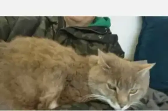 Animaux perdus Saint-Brieuc, photo: Chat âgé Zebulon perdu - St-Brieuc
