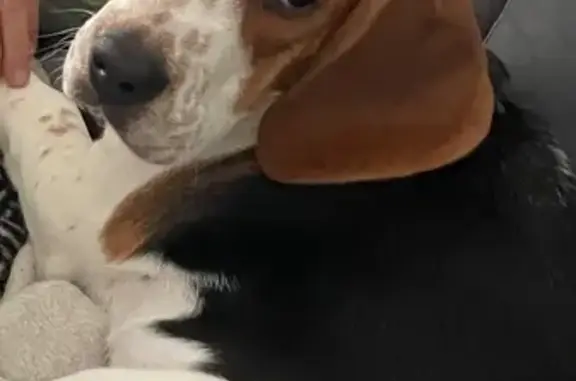 Chien perdu Galgon, photo : Beagle perdu, harnais vert, Galgon