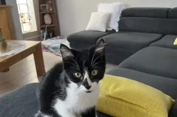 Chat perdu retrouvé à Chevillon - photo