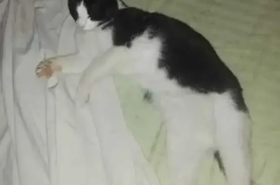 Chat perdu, Marseille Bompard, photo: URGENCE: Chat asthmatique perdu