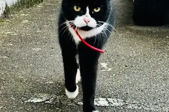 Chat sociable blessé au Mans - photo
