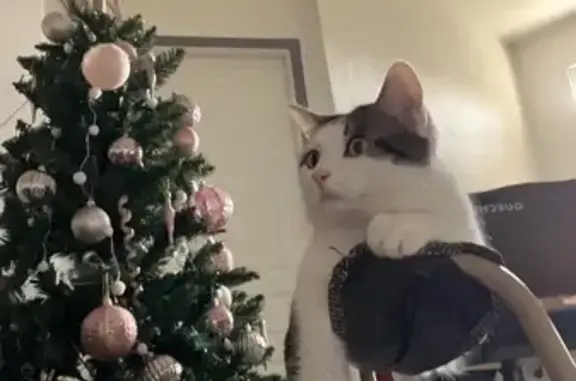 Animaux perdus Nîmes, photo: Chat Thanos perdu à Nîmes