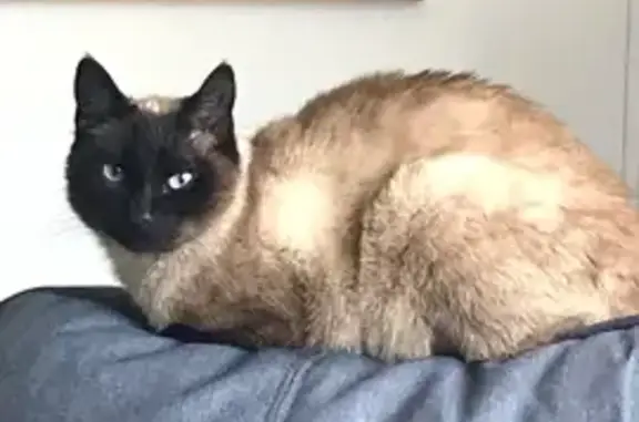 Lost Tonkinese Cat on Main St. - Help Find Him!