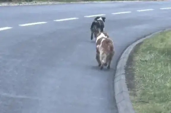 Chien trouvé , photo: Chiens perdus près de Courtonne