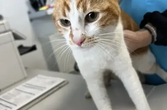 Chaton roux et blanc trouvé - photo