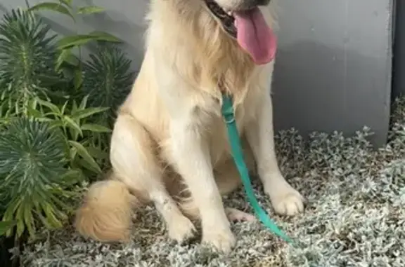 Chien perdu , photo : Chien Golden Perdu au Merlerault