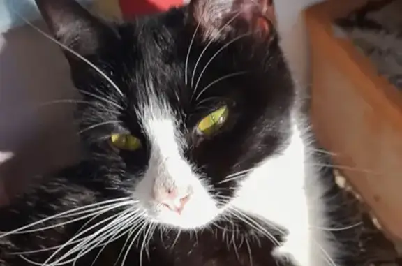 Chatte noire trouvée à Bouquet - photo