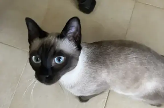 Chat trouvé Nice, photo: Chatte trouvée à Nice, douce