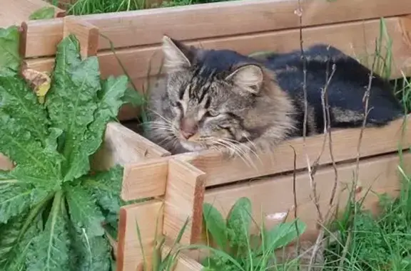 Chat blessé à l’œil à Niort - photo