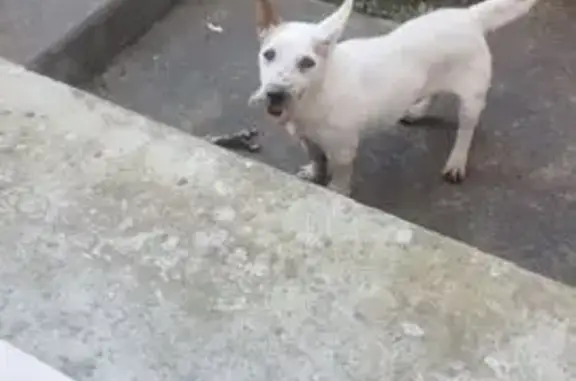 Chien blanc blessé vu à Baulon - photo