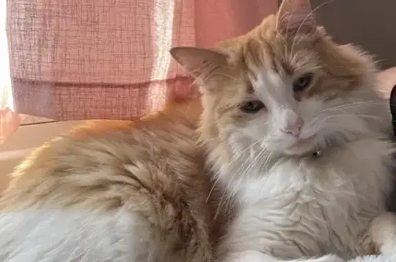 Animaux perdus Toulon, photo: Chat roux/blanc perdu - 316 KBT