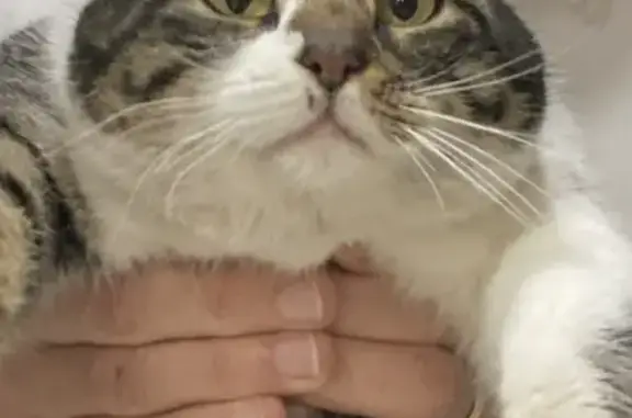 Chat trouvé à Saint-Jean-du-Cardonnay - photo