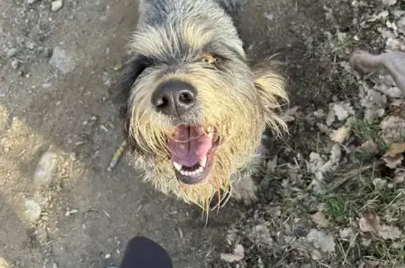 Trouvé: Griffon Nivernais Femelle - photo