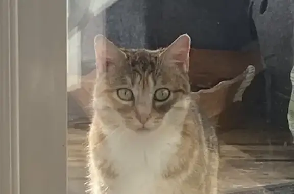 Chat perdu à Cénac retrouvé - photo