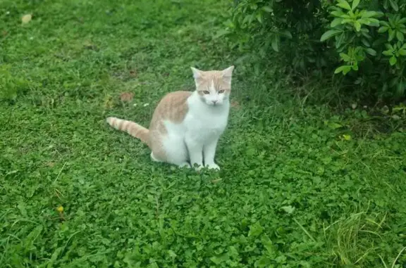 Animaux perdus Trie-Château, photo: Chat blanc/roux perdu à Trie-Château
