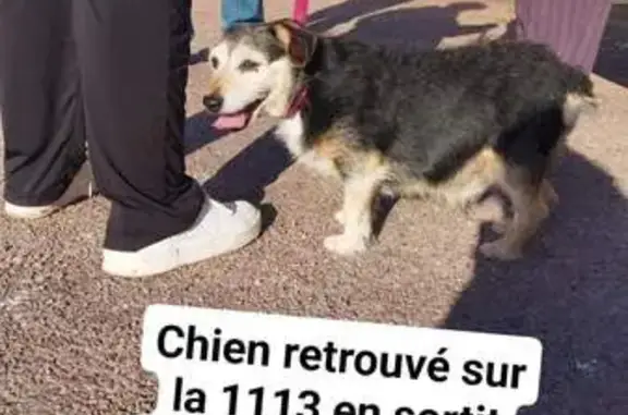 Chien perdu remis à Arbanats - photo