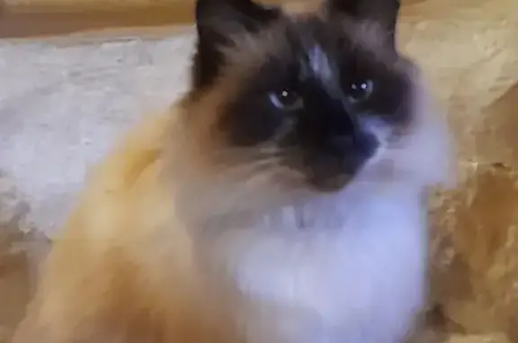 Chat perdu, Saint-Savinien, photo: Chatte siamoise perdue D114