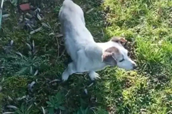 Chien perdu craintif à Amagne - photo