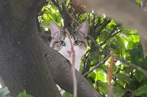 Chat blanc perdu à Dijon - photo