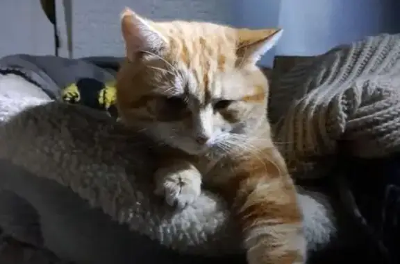 Animaux perdus Vouziers, photo: Chat Roux Perdu à Vouziers