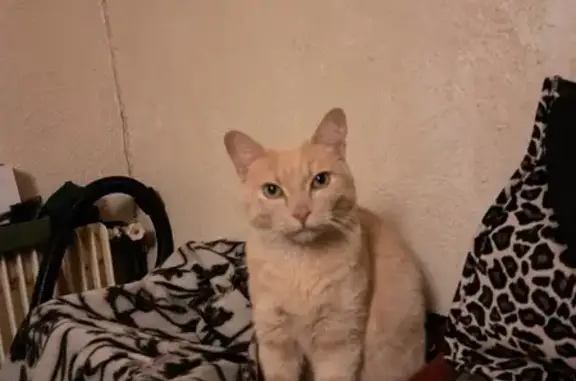 Chat perdu, Agen, photo: Chat Rouky perdu - Agen