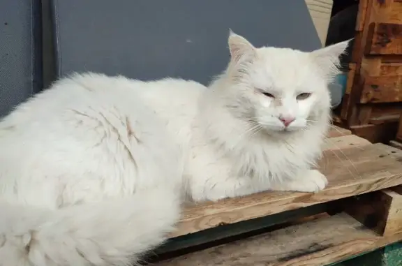 Animaux trouvés Villetelle, photo: Chat blanc blessé retrouvé
