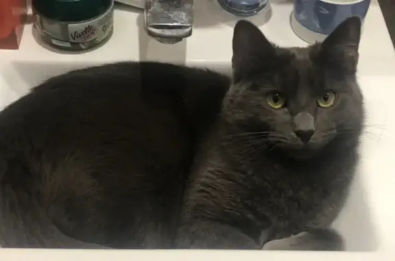 Chat perdu, L'Haÿ-les-Roses, photo: Chat Chartreux Lili perdu