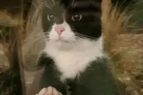 Chat trouvé Lissieu, photo: Chat noir et blanc trouvé à Lissieu