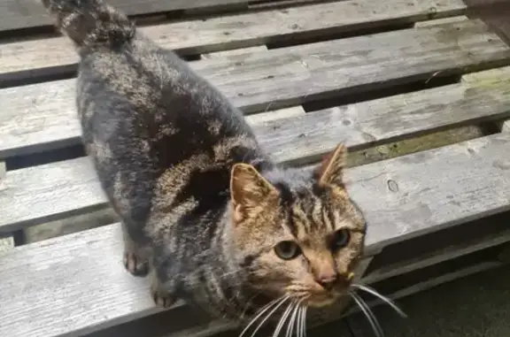 Chatte immobile retrouvée à Louverné - photo