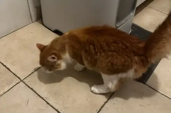 Chaton roux et blanc trouvé à Héloup - photo