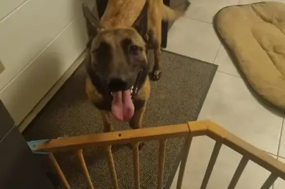 Chien perdu , photo : Soka, Malinois boiteuse, perdue