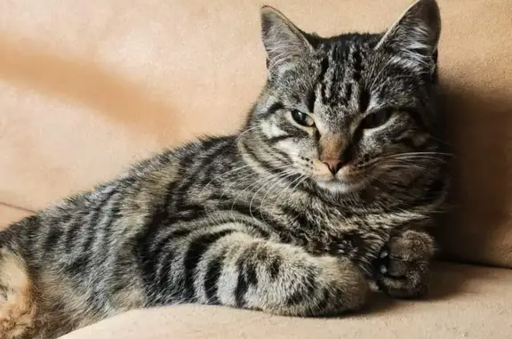 Animaux perdus Nancy, photo: Chatte perdue à Nancy - Aidez-nous !
