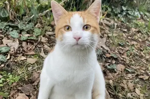 Chat câlin trouvé à Angers - photo