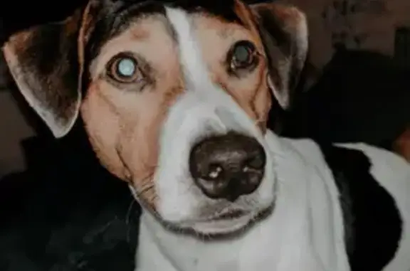 Appel: Jack Russell tricolore perdu - photo