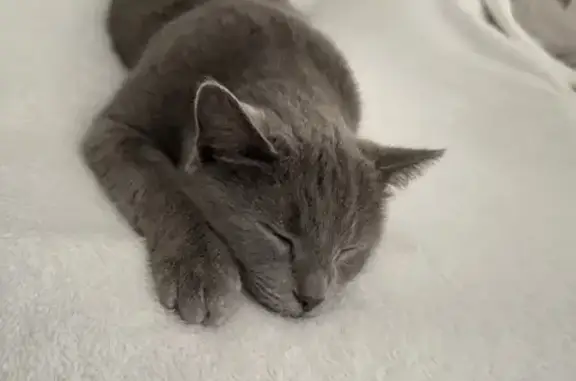 Chartreux perdu à Saran retrouvé - photo