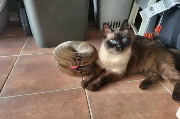Chat perdu, Noisy-le-Grand, photo: Chat Gandhi perdu à Noisy-le-Grand
