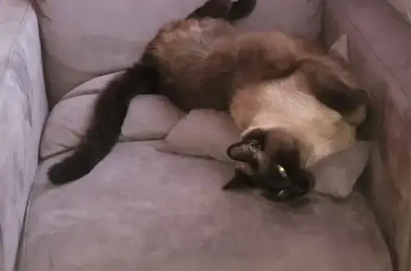 Chat perdu, Noisy-le-Grand, photo: Chat siamois perdu à Noisy
