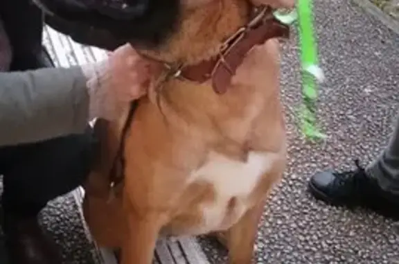 Chien marron/blanc trouvé à Agen - photo