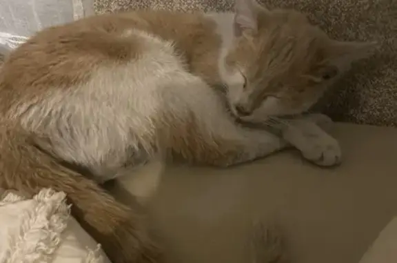 Chaton beige/blanc retrouvé à Drancy - photo