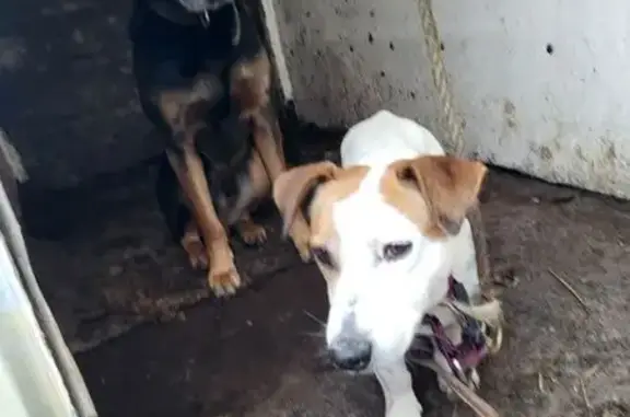 Chien trouvé , photo: Duo de chiens perdus à Pruillé