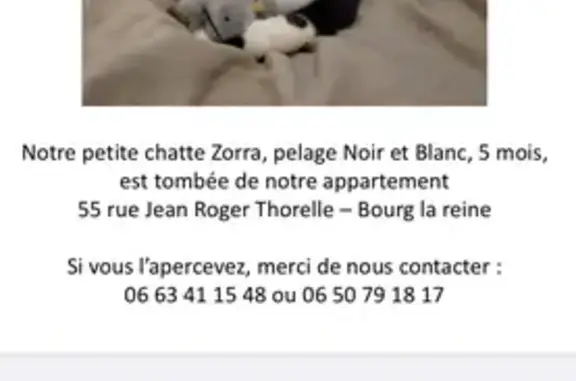 Animaux perdus Bourg-la-Reine, photo: Zorra, chaton noir perdu, 5 mois