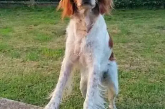 Chien perdu , photo : Chien perdu à Landelles 7h15