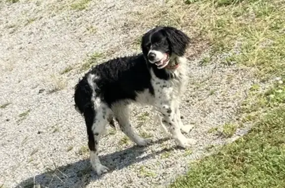 Chien perdu , photo : Chien Springler perdu à Valeille