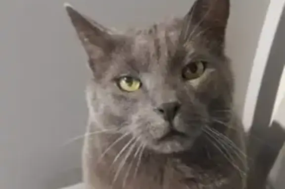 Animaux perdus , photo: Chat Patou disparu, Chartreux dodu