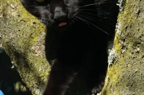 Chat perdu, Bordeaux, photo: Chat noir perdu Rue Baudry