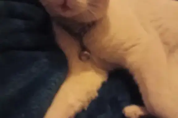 Chat blessé et affamé recueilli - photo