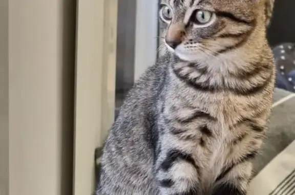 Chat perdu, Arnas, photo: Chaton perdu près de la pharmacie