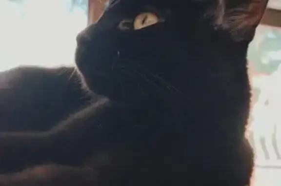 Lost in Kenmore: 2yr Old Female Black Cat