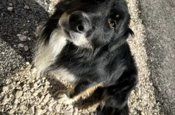 Chien perdu à Villeneuve-d'Amont - photo